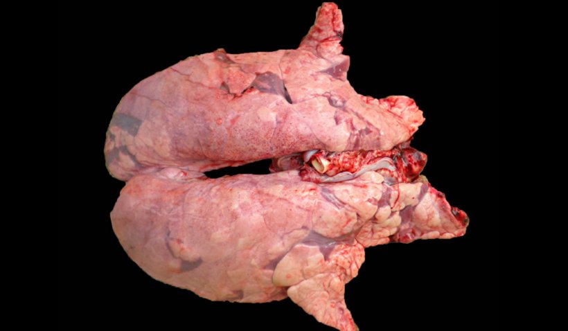 Фото2. Коинфекция легких свиней M. hyopneumoniae&nbsp;и вирусом РРСС. Легкие неколлапсированы с красно-коричневыми пораженными участками, распределенными по паренхиме, типичное поражение от РРСС, с красноватами уплотнениями в криниовентральных областях, вызванными заражением&nbsp;M. hyopneumoniae.
